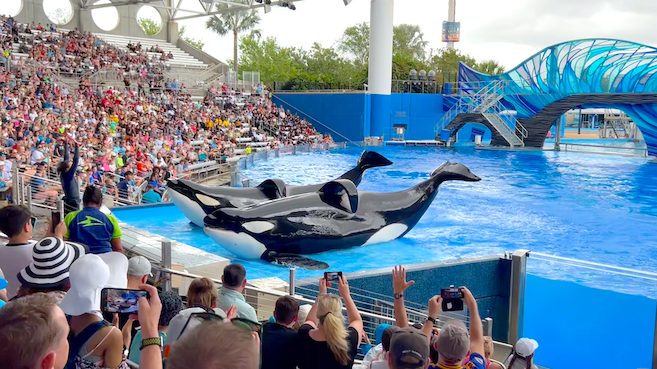 Orca show at SeaWorld Orlando