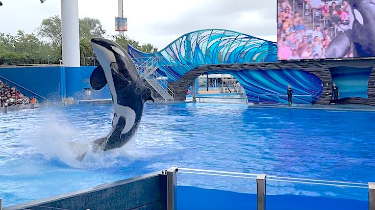 Orca whale at SeaWorld Orlando